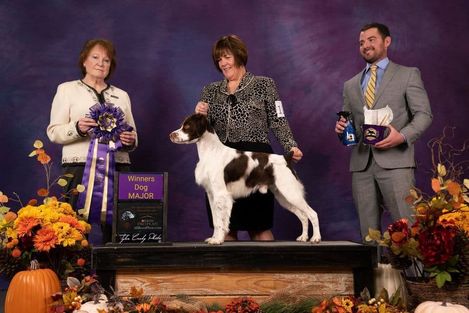Brittany Puppies breeder image 1