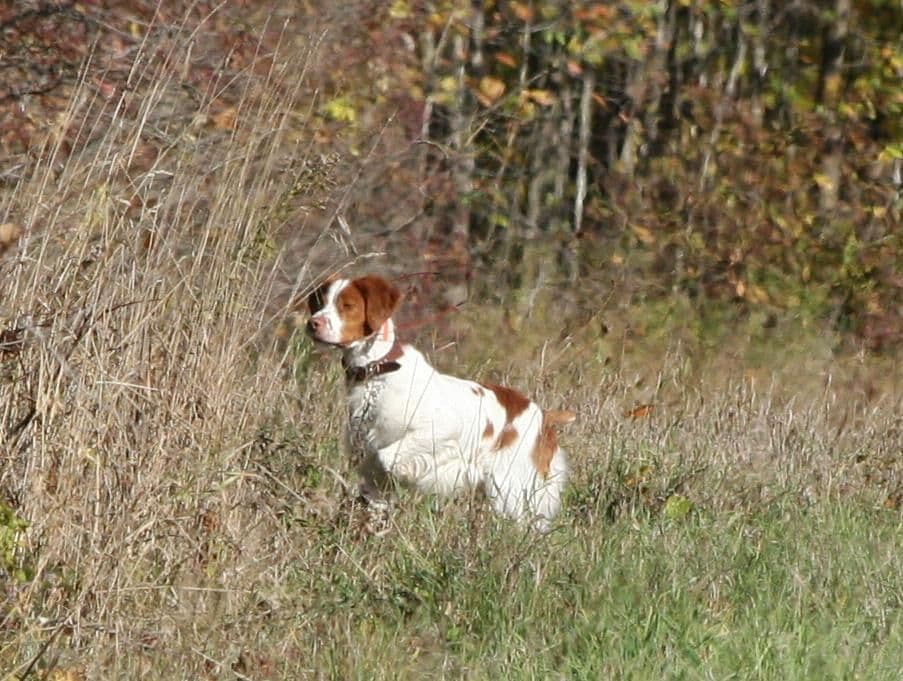 Brittany Puppies breeder image 2