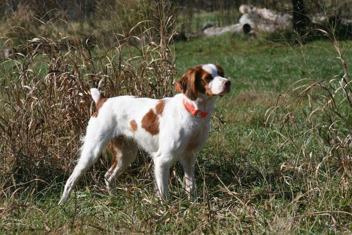 Brittany Puppies breeder image 4
