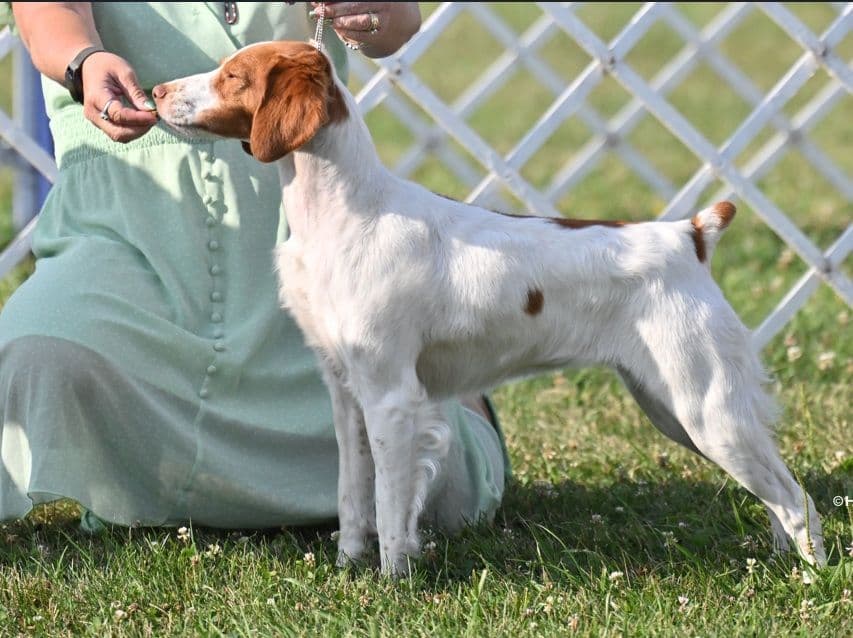 Brittany Puppies breeder image 7