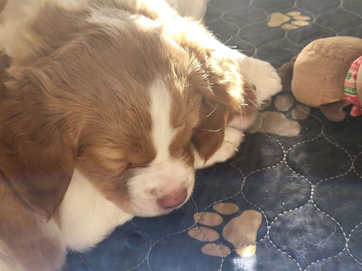 Brittany Puppies breeder image 8