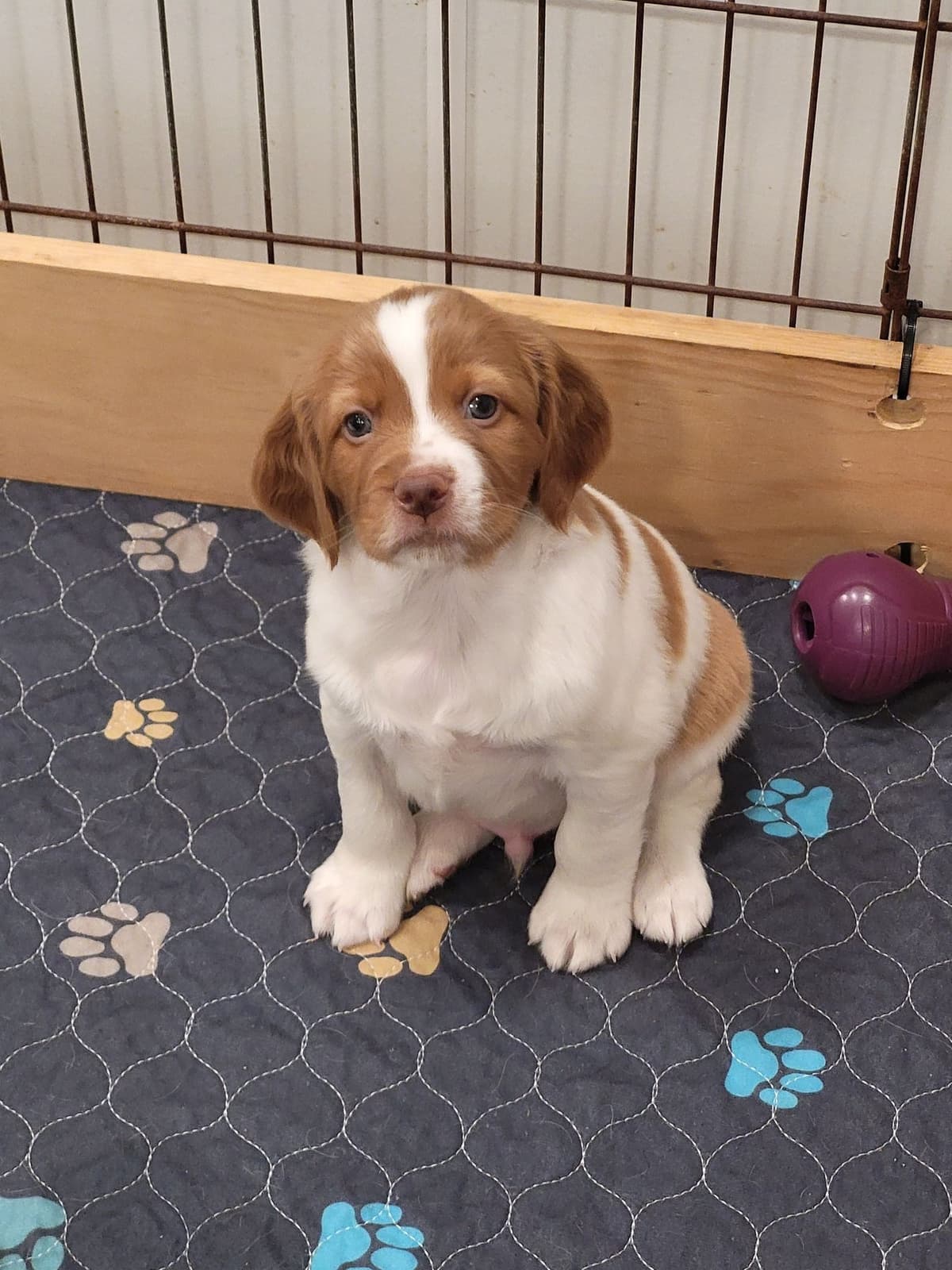 Brittany Puppies breeder image 9