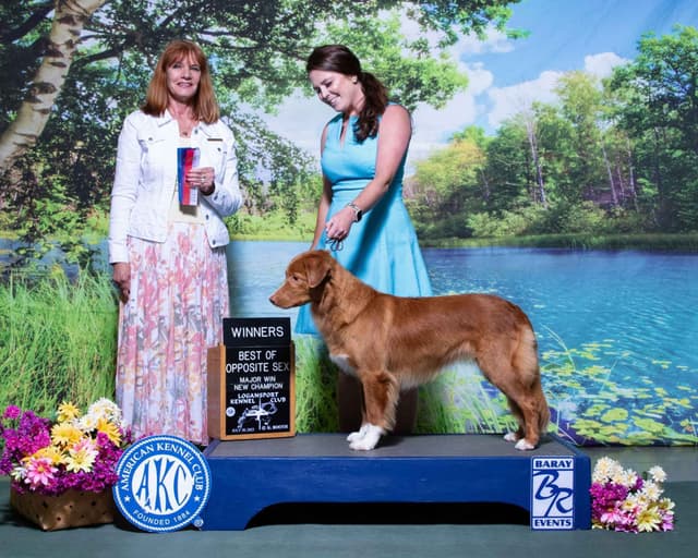 The "Bourbon Boys" (Nova Scotia Duck Tolling Retriever Puppies) media 11