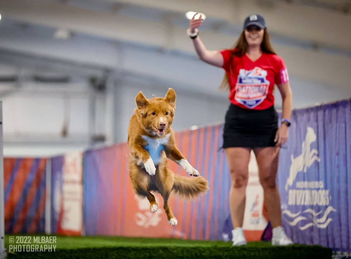The "Bourbon Boys" (Nova Scotia Duck Tolling Retriever Puppies) breeder image 2
