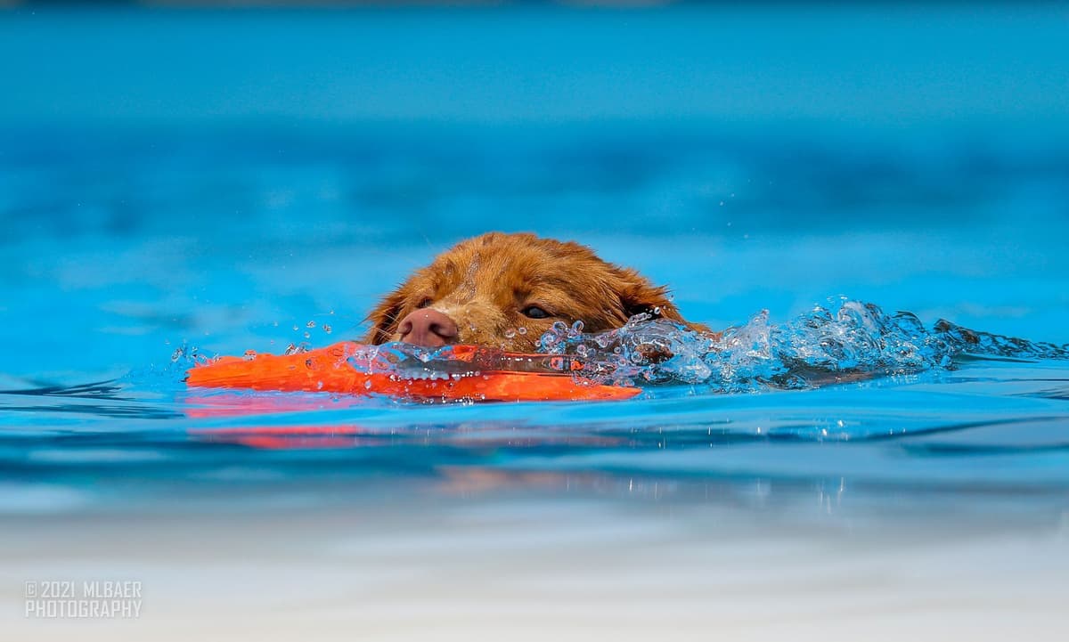 The "Bourbon Boys" (Nova Scotia Duck Tolling Retriever Puppies) breeder image 6