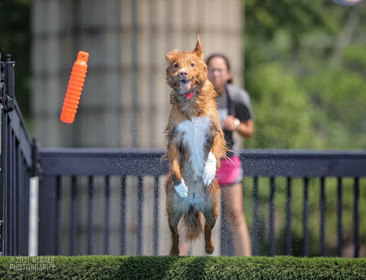 The "Bourbon Boys" (Nova Scotia Duck Tolling Retriever Puppies) breeder image 7
