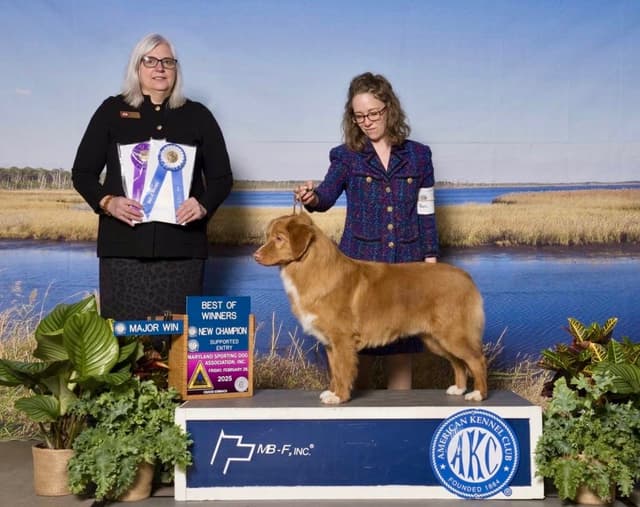 The "Bourbon Boys" (Nova Scotia Duck Tolling Retriever Puppies) media 13