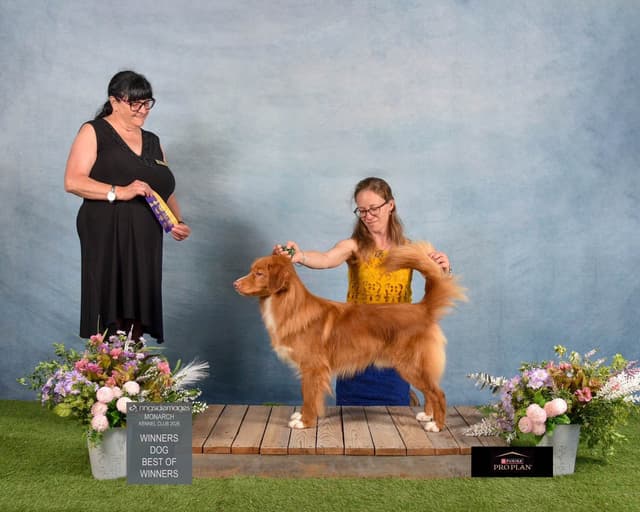 The "Bourbon Boys" (Nova Scotia Duck Tolling Retriever Puppies) media 14