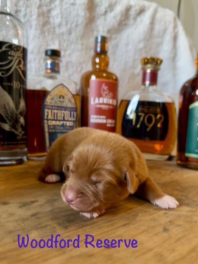 The "Bourbon Boys" (Nova Scotia Duck Tolling Retriever Puppies) media 6