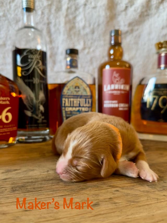 The "Bourbon Boys" (Nova Scotia Duck Tolling Retriever Puppies) media 3
