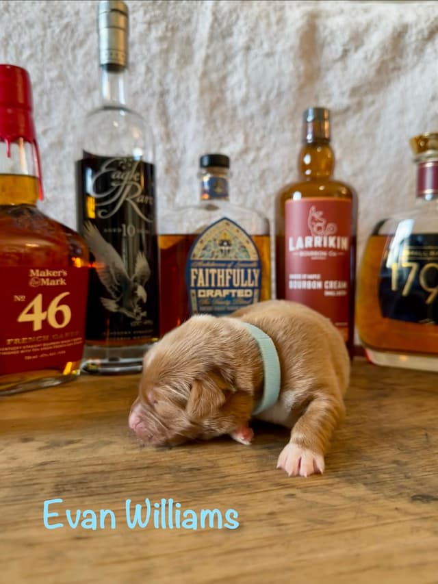 The "Bourbon Boys" (Nova Scotia Duck Tolling Retriever Puppies) media 5