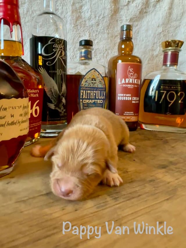The "Bourbon Boys" (Nova Scotia Duck Tolling Retriever Puppies) media 7
