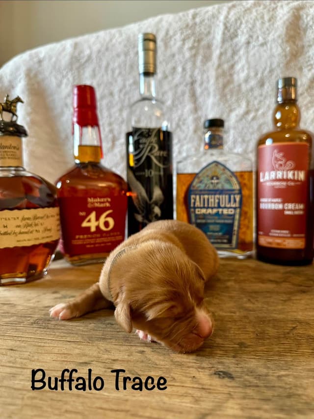 The "Bourbon Boys" (Nova Scotia Duck Tolling Retriever Puppies) media 2