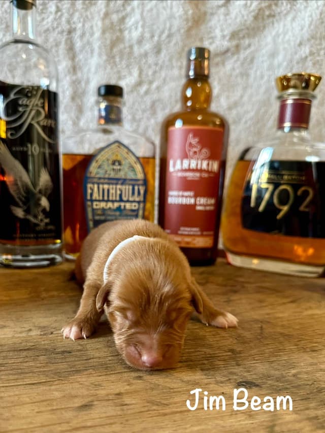The "Bourbon Boys" (Nova Scotia Duck Tolling Retriever Puppies) media 4