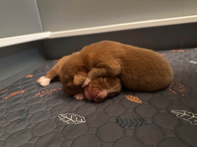 The "Bourbon Boys" (Nova Scotia Duck Tolling Retriever Puppies) media 8