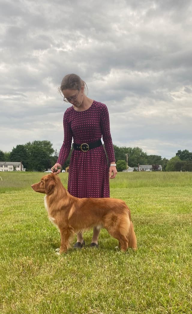 The "Bourbon Boys" (Nova Scotia Duck Tolling Retriever Puppies) media 16