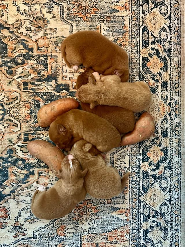 The "Bourbon Boys" (Nova Scotia Duck Tolling Retriever Puppies) media 9