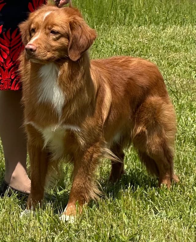 The "Bourbon Boys" (Nova Scotia Duck Tolling Retriever Puppies) media 15