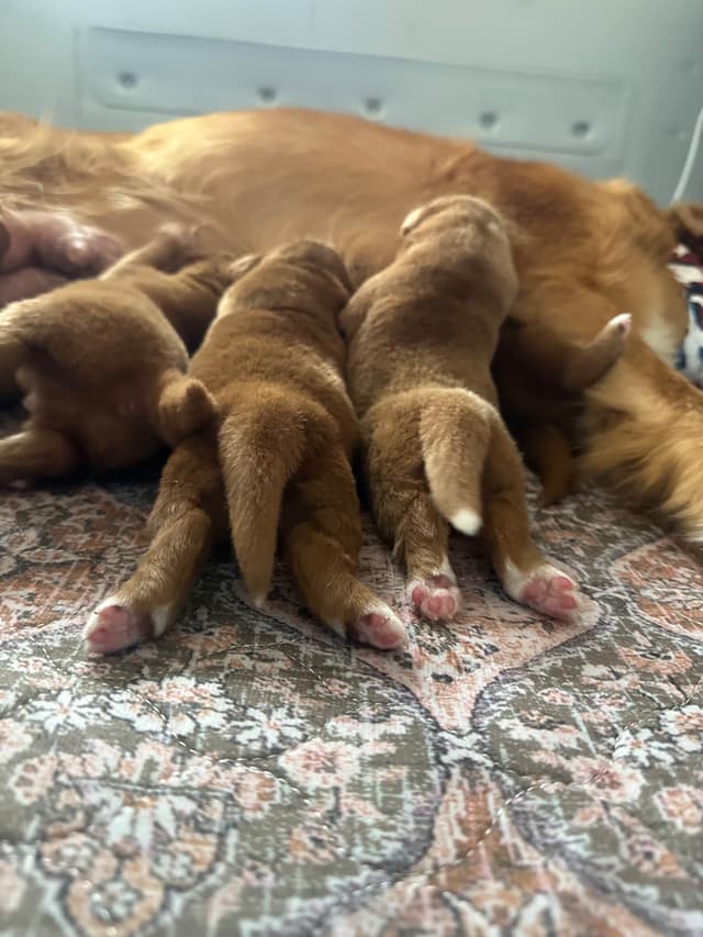 The "Bourbon Boys" (Nova Scotia Duck Tolling Retriever Puppies) media 10