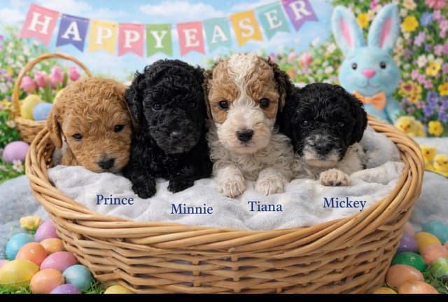 Poodle Puppies media 2