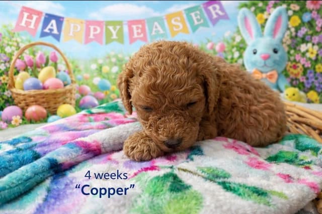 Poodle Puppies media 3