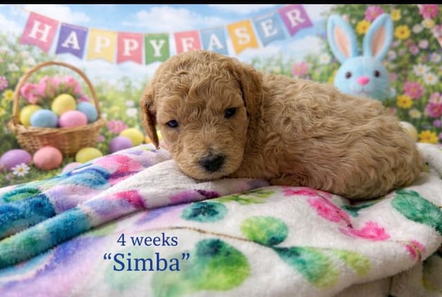 Poodle Puppies media 4