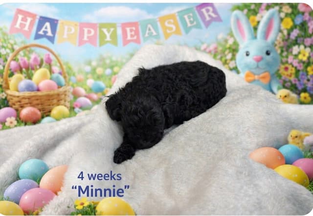 Poodle Puppies media 5