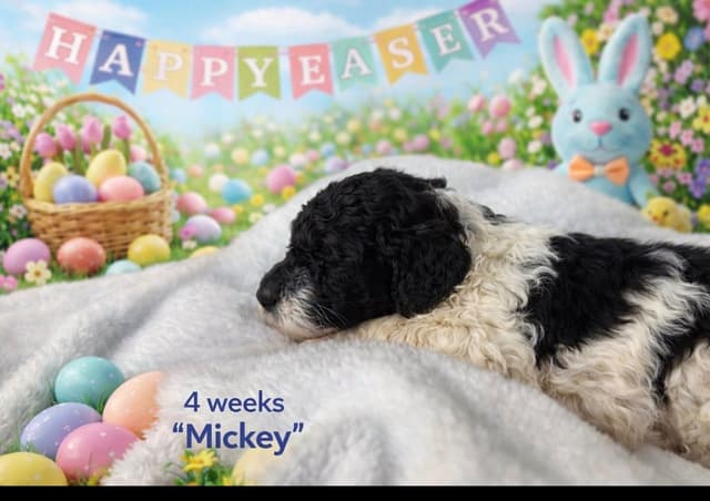 Poodle Puppies media 6
