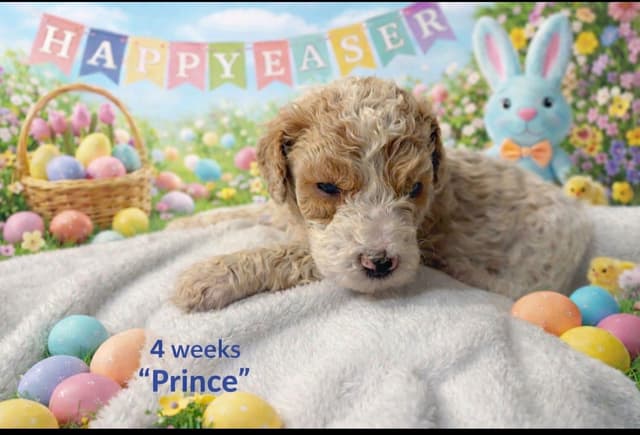 Poodle Puppies media 8