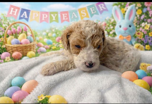 Poodle Puppies media 9