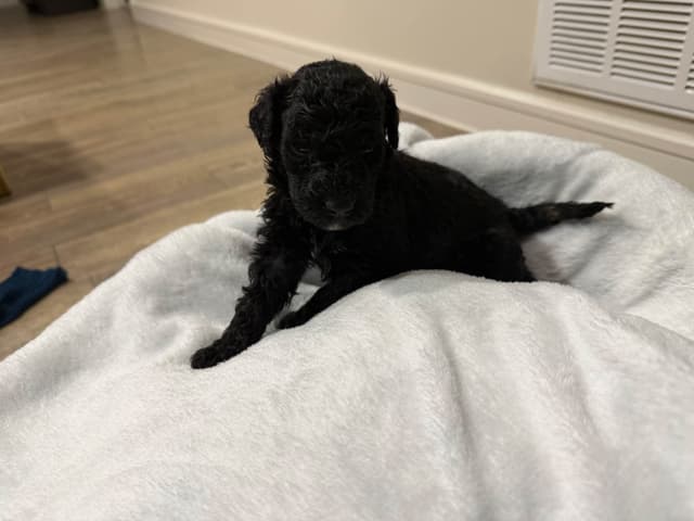 Poodle Puppies media 10