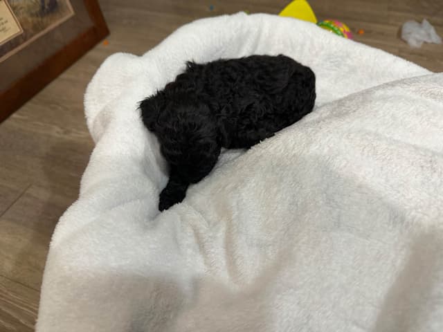 Poodle Puppies media 11