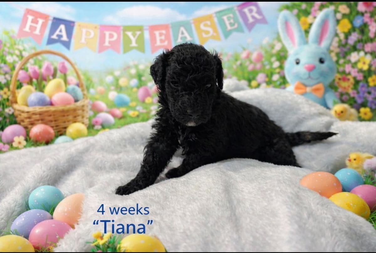 Poodle Puppies breeder image 3