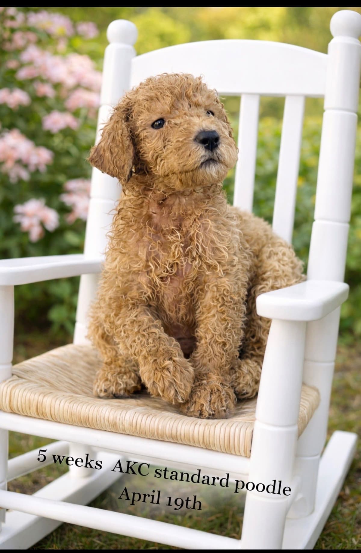 Poodle Puppies breeder image 7