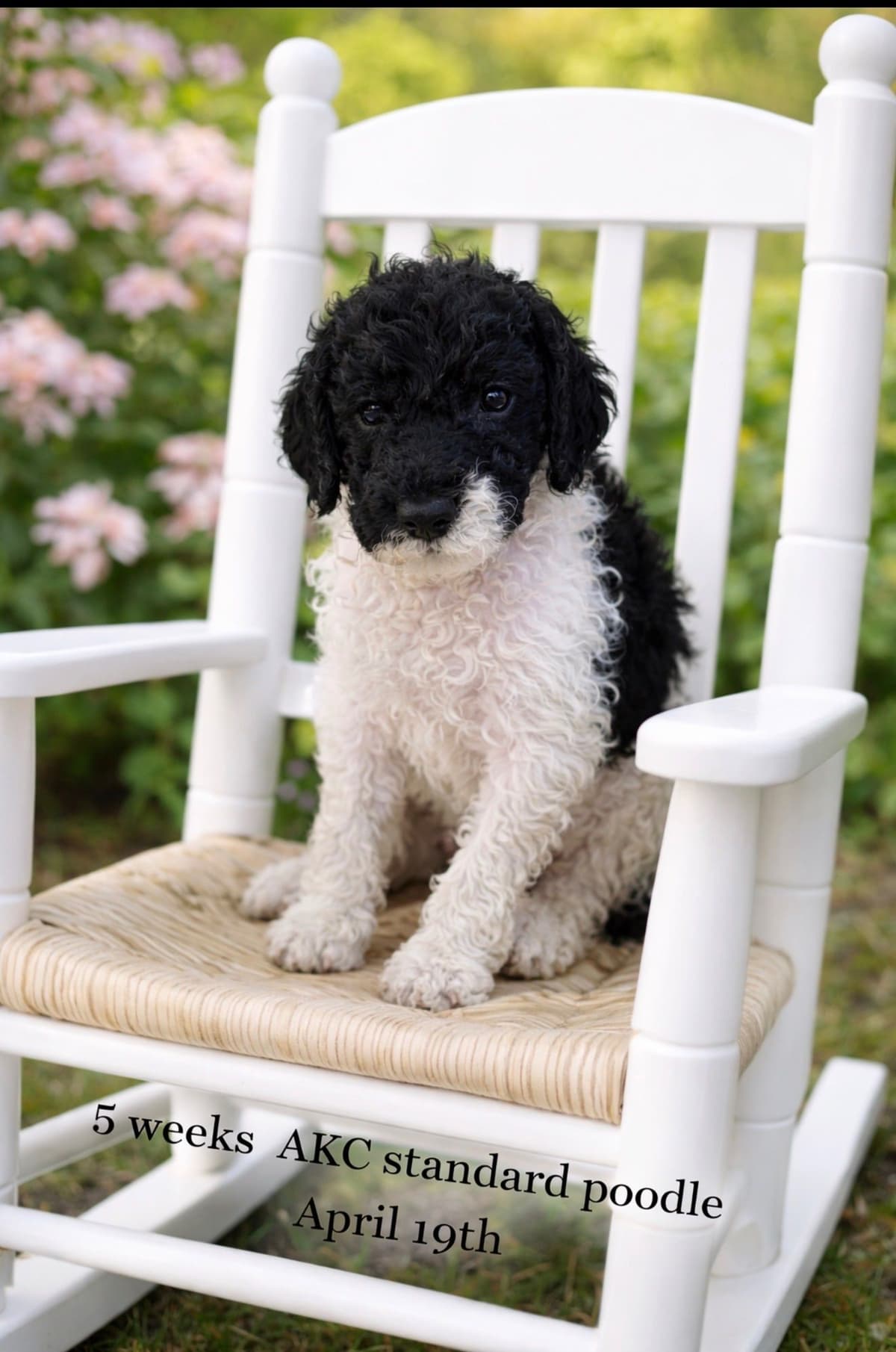 Poodle Puppies breeder image 8