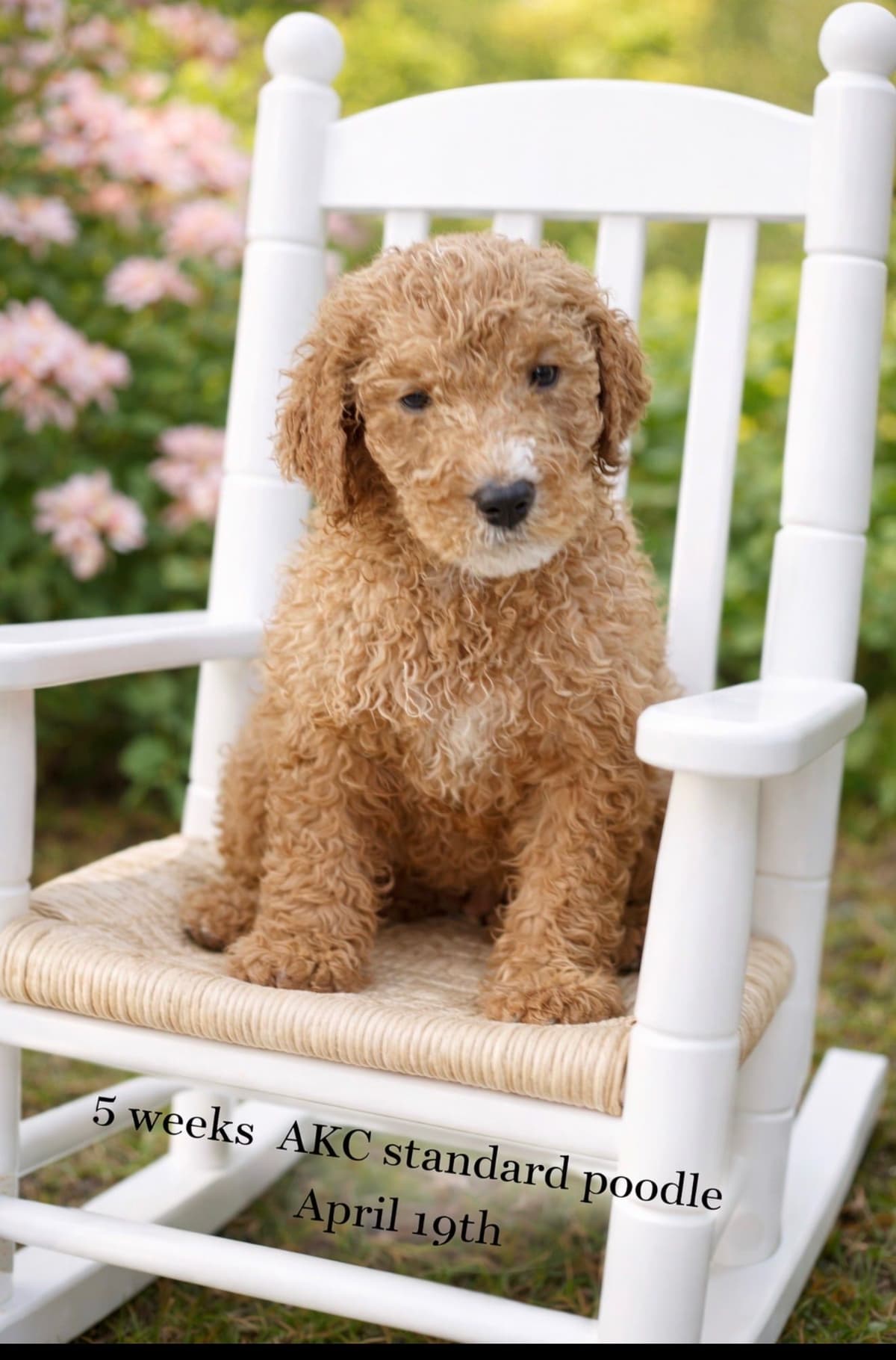 Poodle Puppies breeder image 9