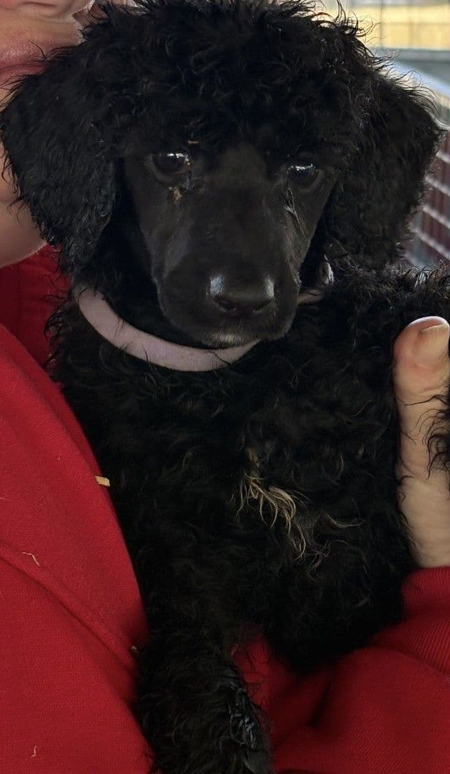 Poodle Puppies breeder image 10