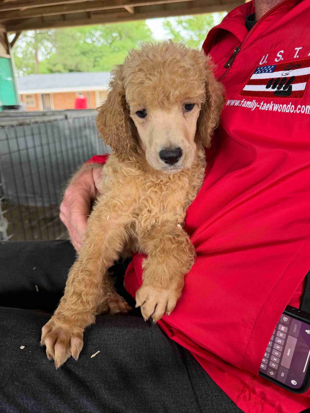 Poodle Puppies breeder image 11