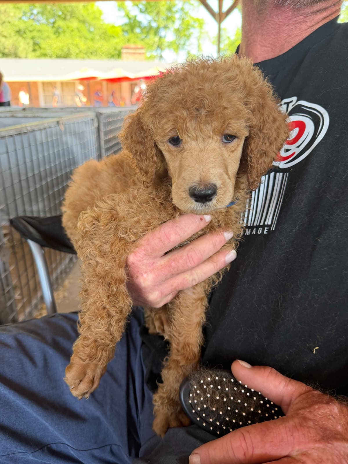 Poodle Puppies breeder image 12