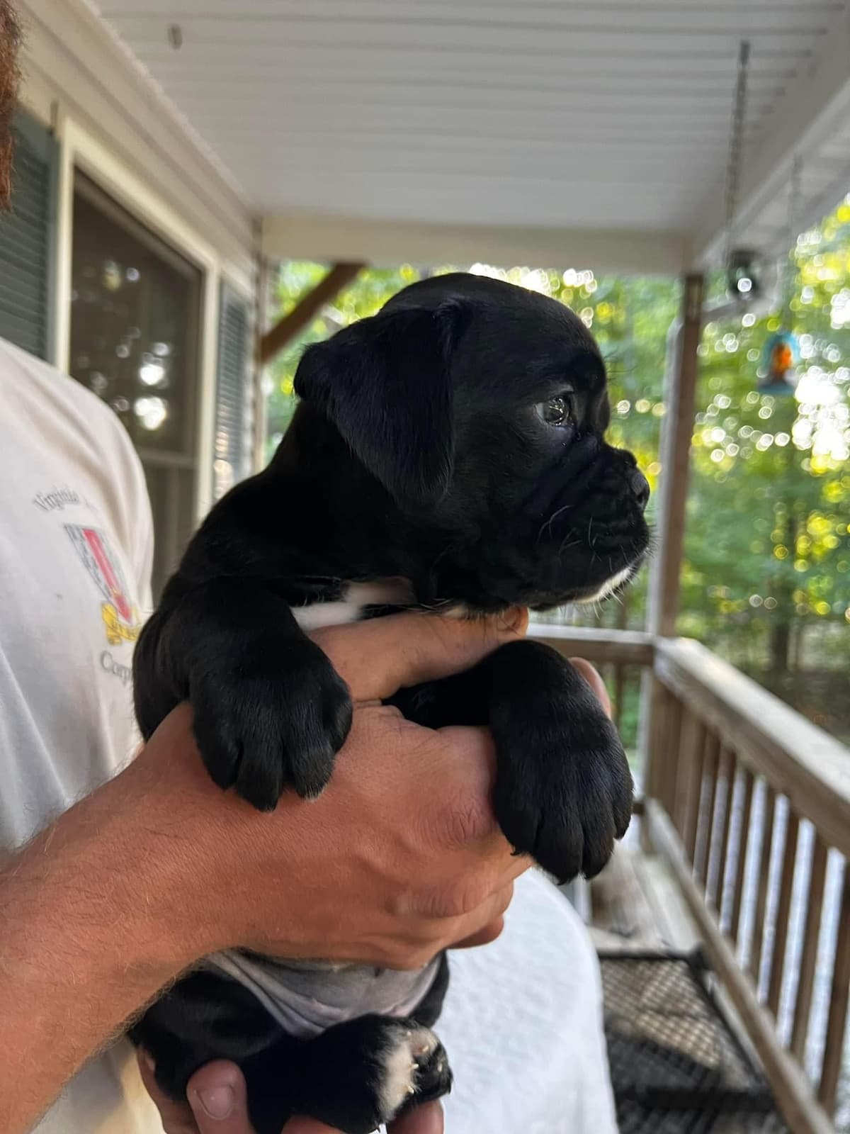 European Boxer Puppies (Fawn & Sealed) breeder image 1