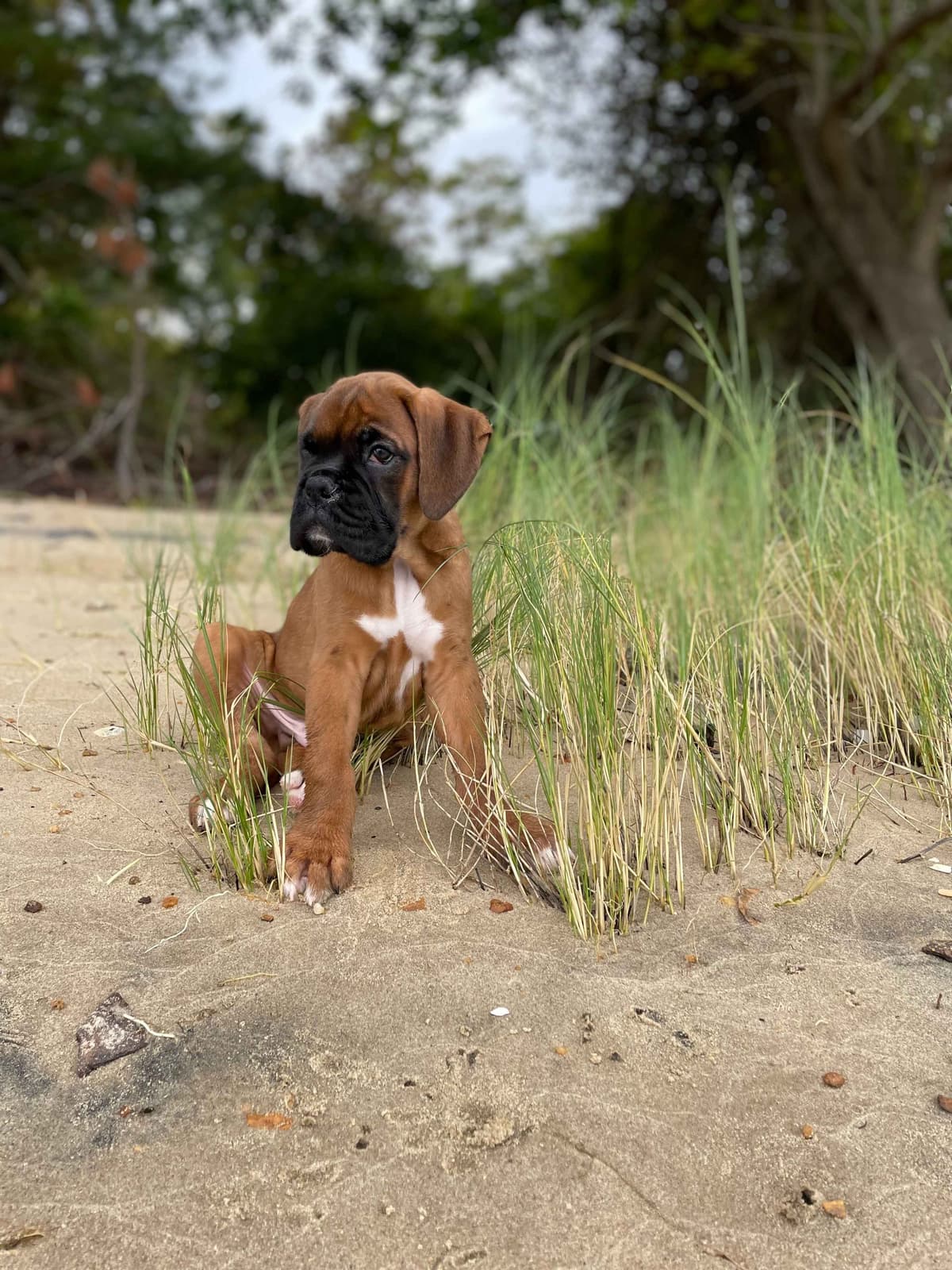 European Boxer Puppies (Fawn & Sealed) breeder image 2