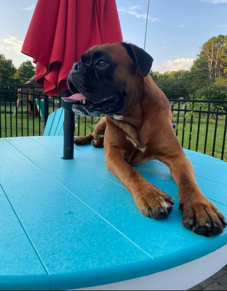 European Boxer Puppies (Fawn & Sealed) breeder image 6