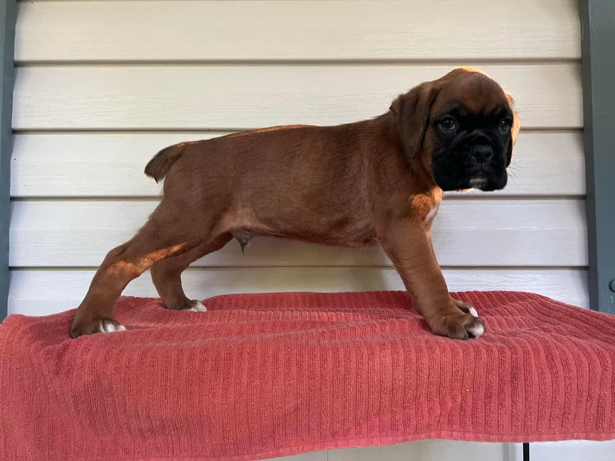 European Boxer Puppies (Fawn & Sealed) breeder image 3