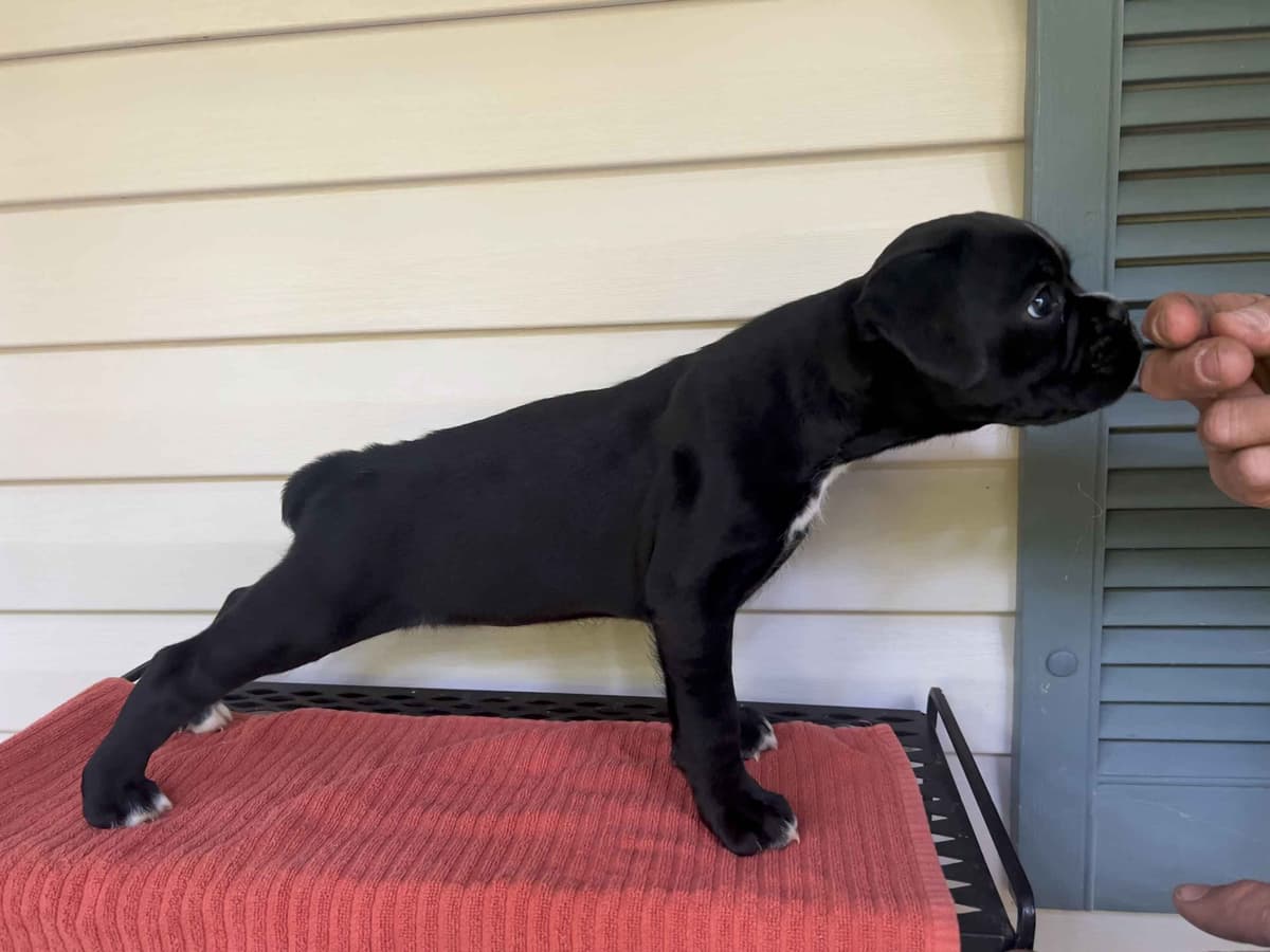European Boxer Puppies (Fawn & Sealed) breeder image 4