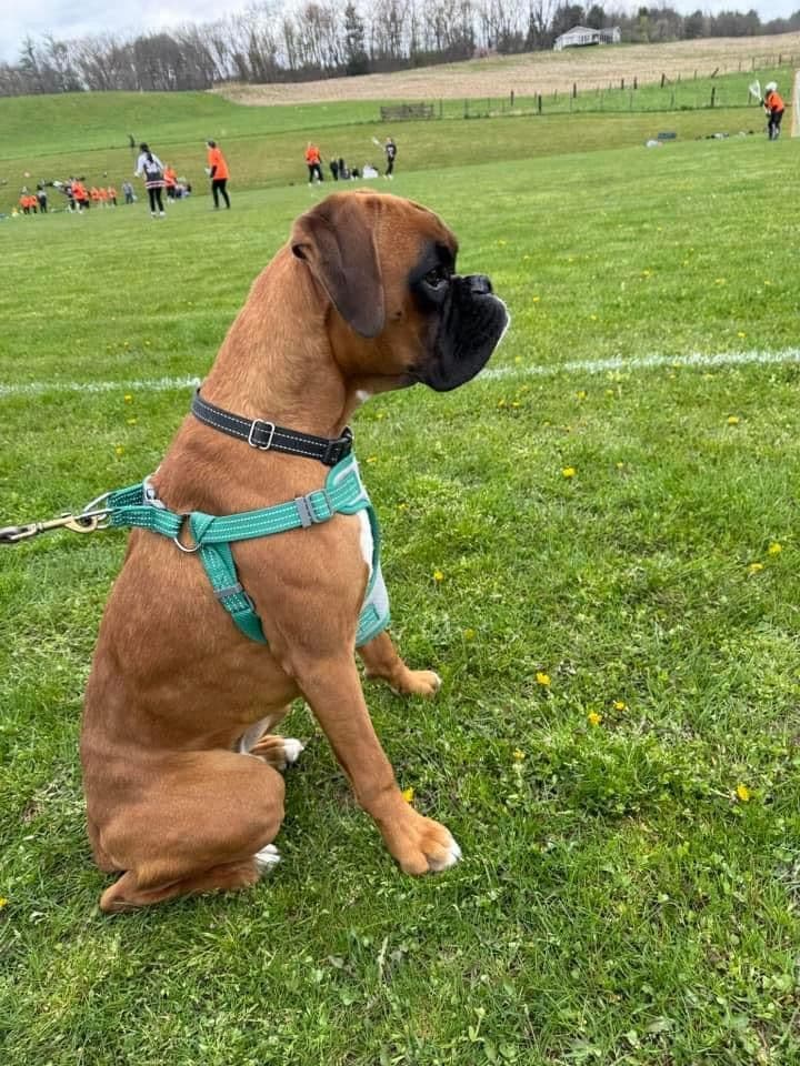 European Boxer Puppies (Fawn & Sealed) breeder image 9