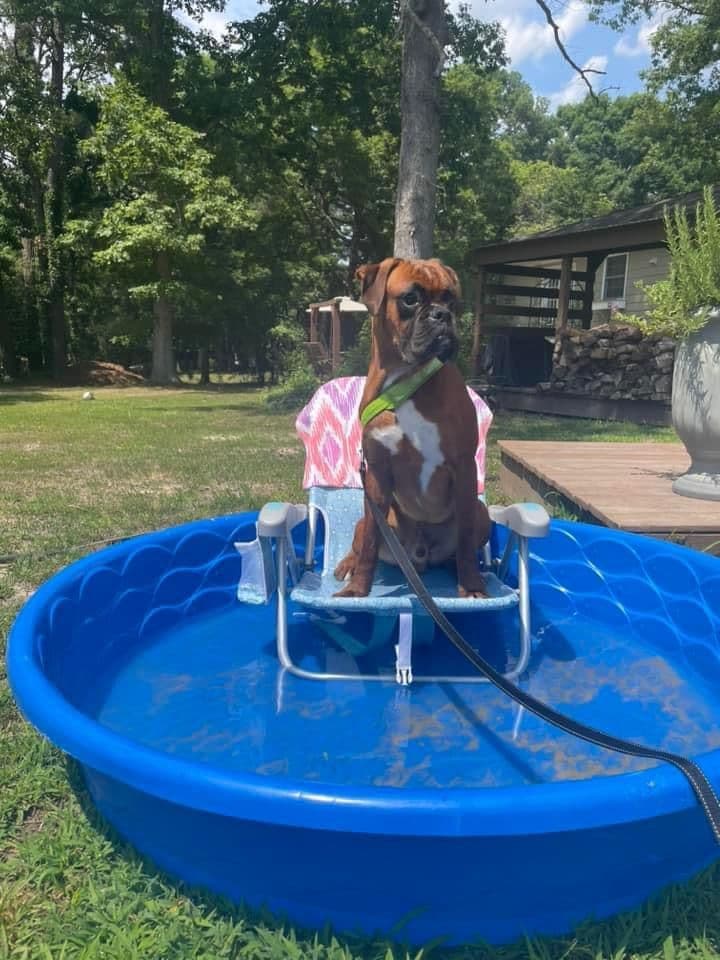European Boxer Puppies (Fawn & Sealed) breeder image 10