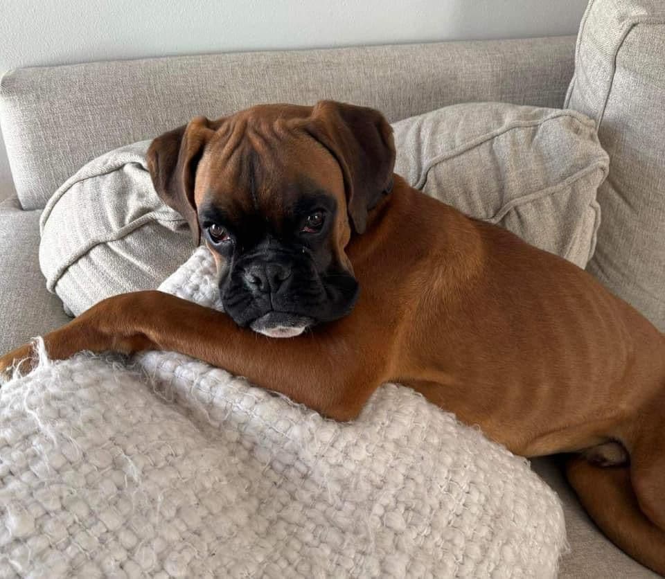 European Boxer Puppies (Fawn & Sealed) breeder image 11