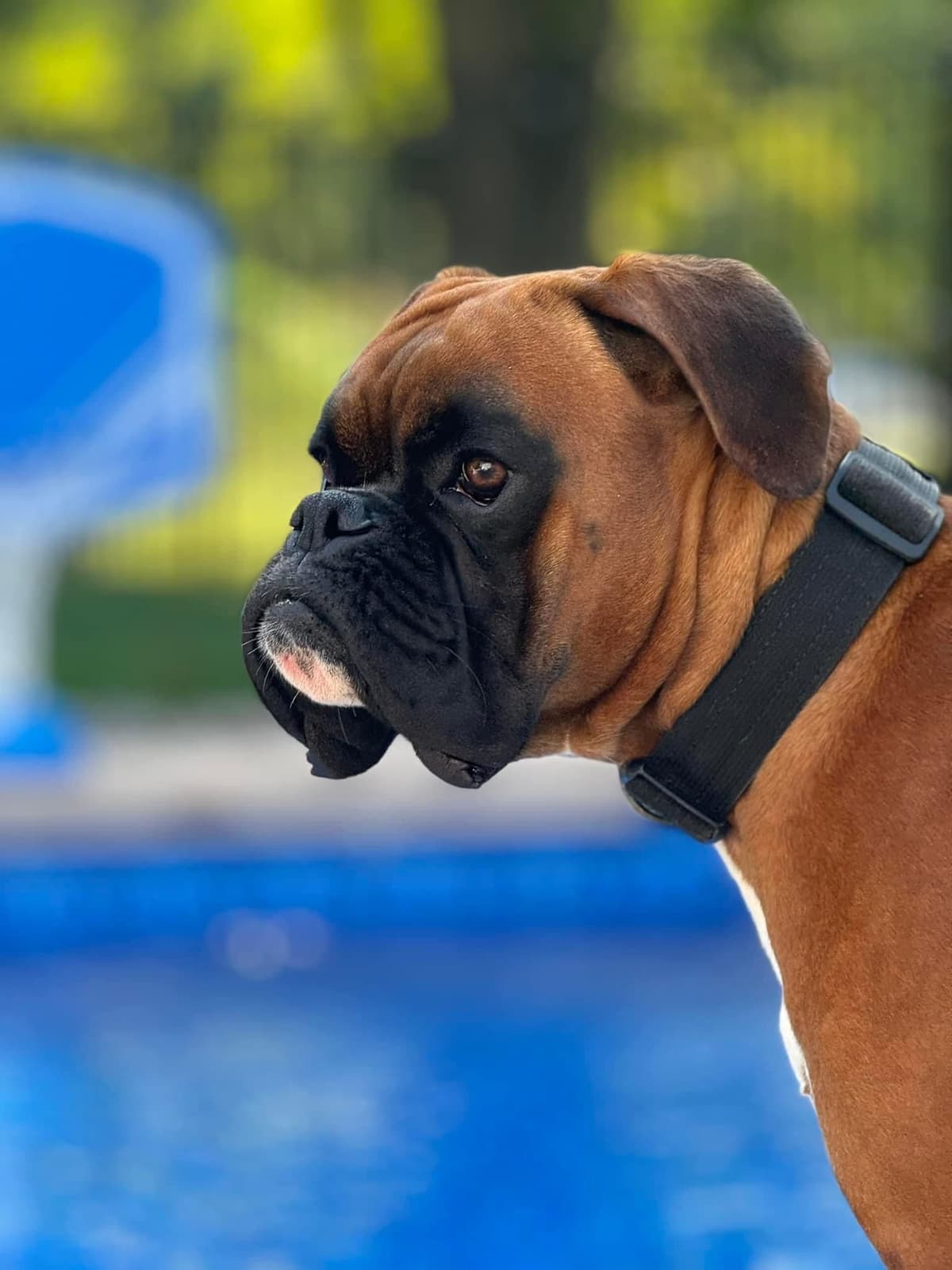 European Boxer Puppies (Fawn & Sealed) breeder image 8