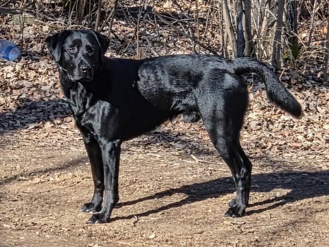 Labrador Retriever Puppies media 11