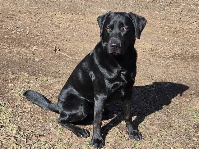 Labrador Retriever Puppies media 10